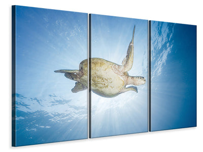 3-piece-canvas-print-sea-turtle-green-turtle