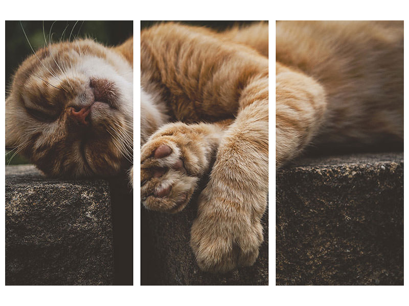 3-piece-canvas-print-sleeping-cat