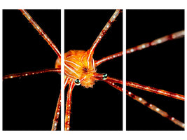3-piece-canvas-print-spider-squat-lobster