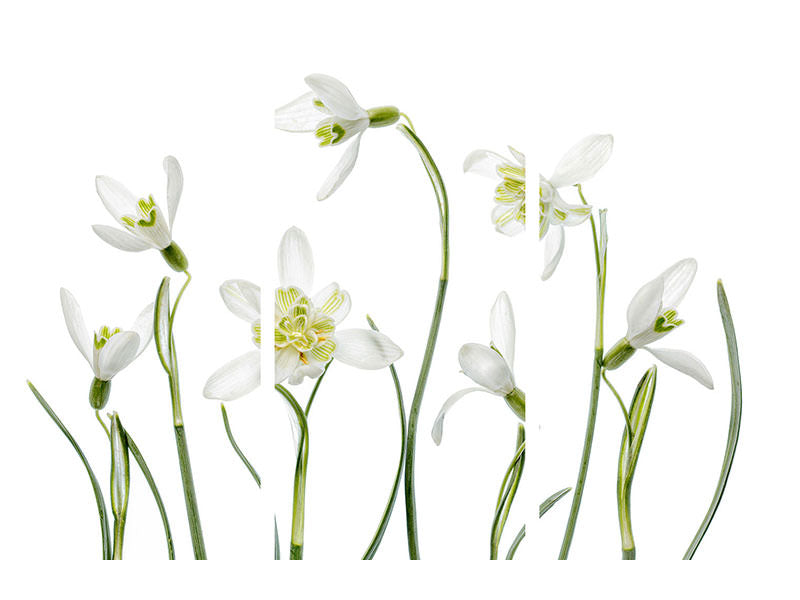 3-piece-canvas-print-spring-snowdrops