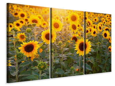 3-piece-canvas-print-sunflower-field