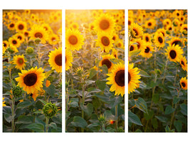 3-piece-canvas-print-sunflower-field