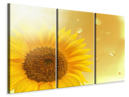 3-piece-canvas-print-sunflower-in-morning-dew
