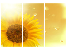 3-piece-canvas-print-sunflower-in-morning-dew
