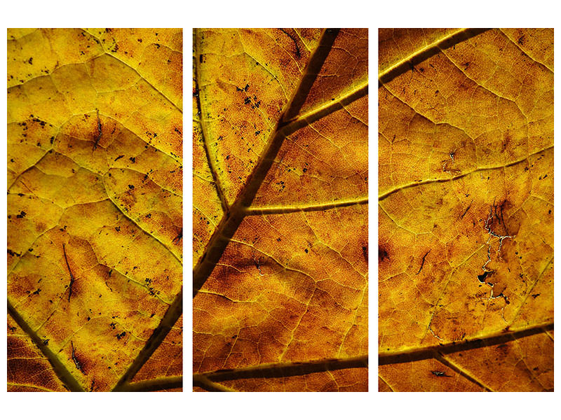 3-piece-canvas-print-the-autumn-leaf