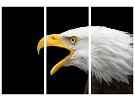 3-piece-canvas-print-the-bald-eagle