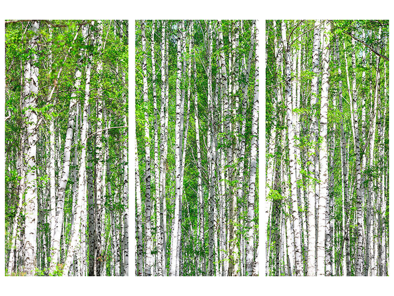 3-piece-canvas-print-the-birch-forest