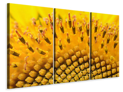 3-piece-canvas-print-the-buds-of-the-sunflower-in-xxl