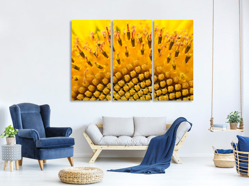 3-piece-canvas-print-the-buds-of-the-sunflower-in-xxl