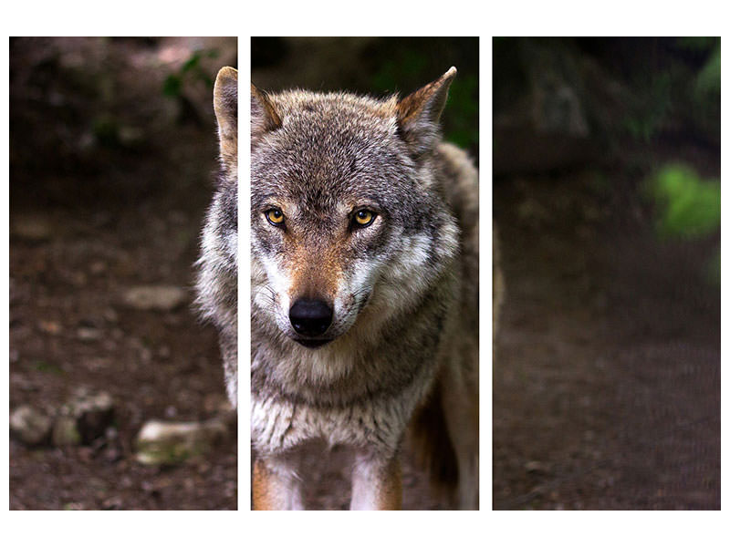 3-piece-canvas-print-the-evil-wolf