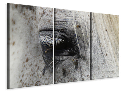 3-piece-canvas-print-the-eye-of-the-horse