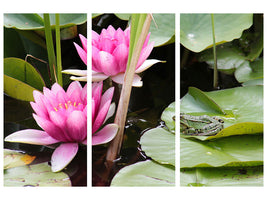 3-piece-canvas-print-the-frog-in-the-protection-of-water-lilies