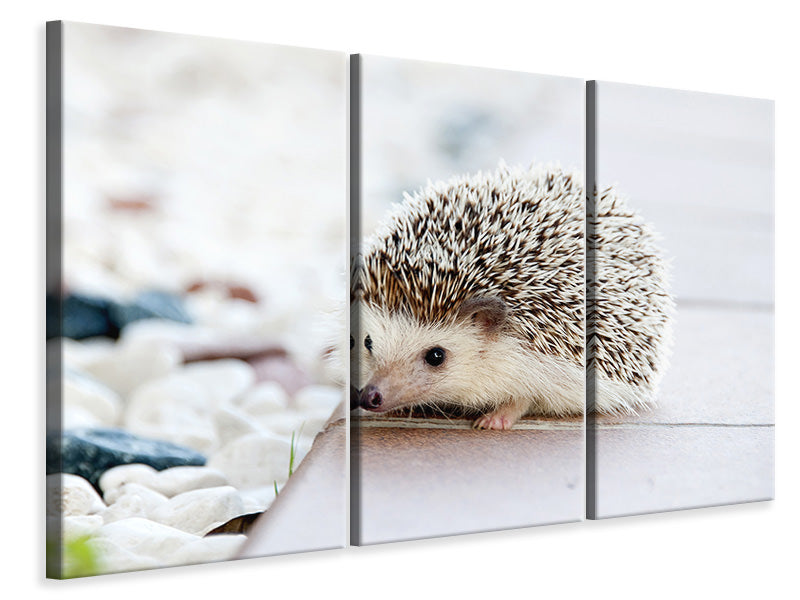 3-piece-canvas-print-the-hedgehog-baby