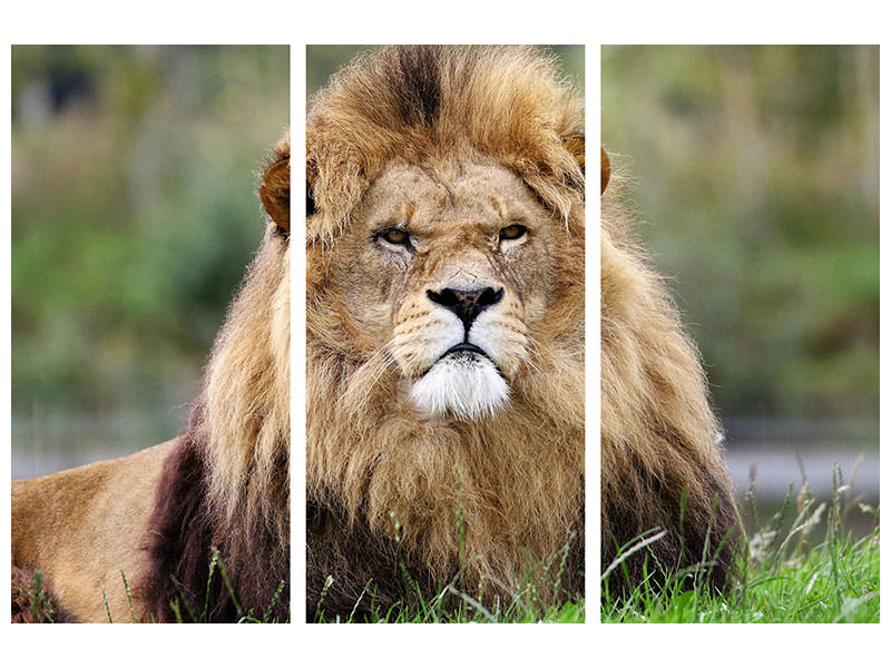 3-piece-canvas-print-the-king-of-animals