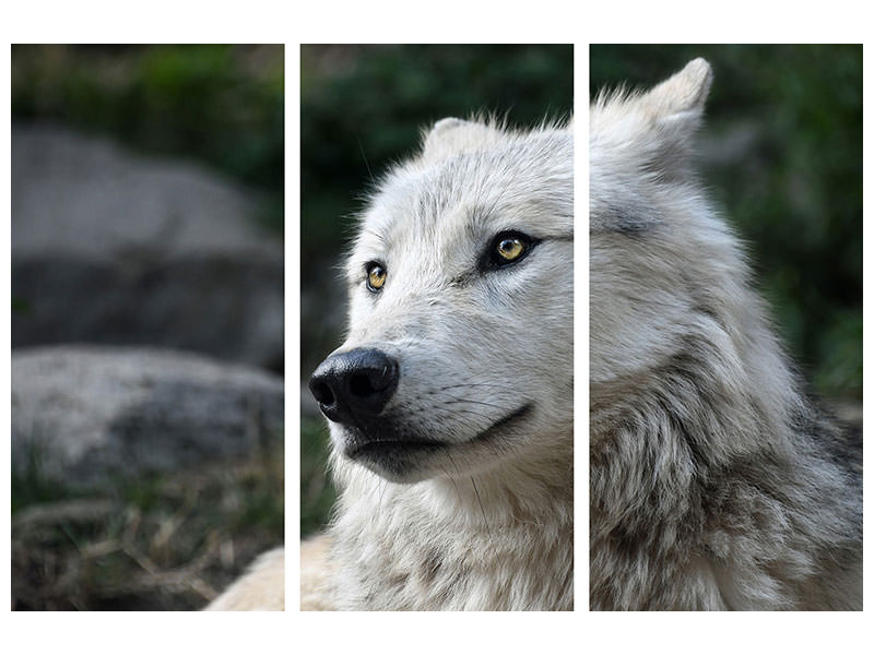 3-piece-canvas-print-the-lonely-wolf