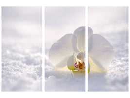 3-piece-canvas-print-the-orchids-bloom