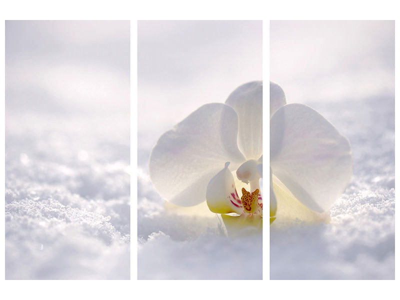 3-piece-canvas-print-the-orchids-bloom