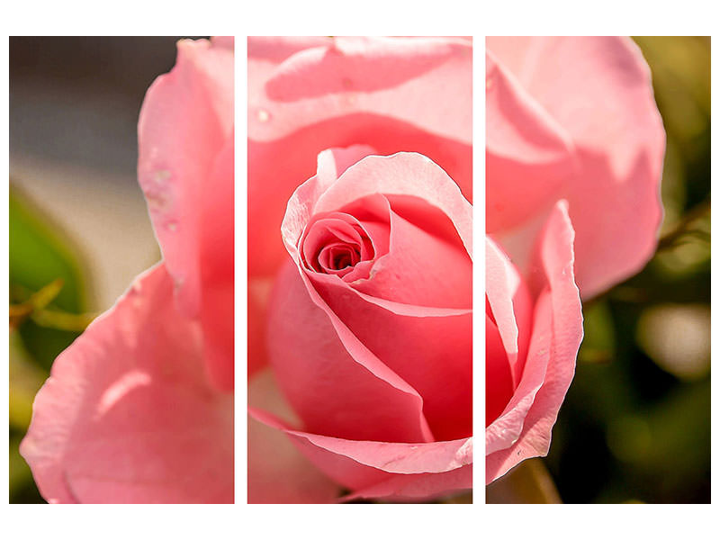 3-piece-canvas-print-the-rose-in-pink