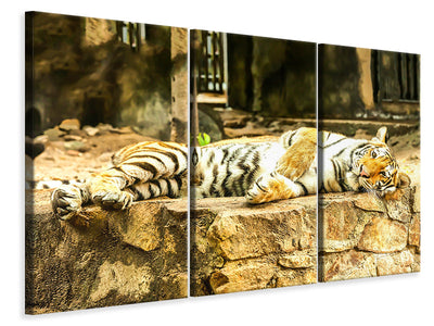 3-piece-canvas-print-the-siberian-tiger