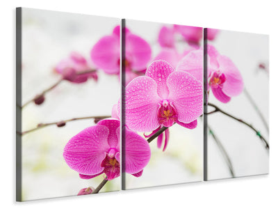 3-piece-canvas-print-the-symbol-of-orchid