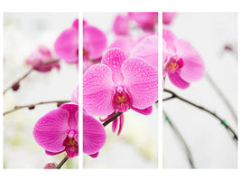 3-piece-canvas-print-the-symbol-of-orchid