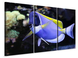 3-piece-canvas-print-the-weisskehl-doctorfish-fish