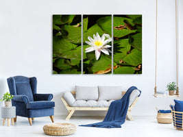 3-piece-canvas-print-the-white-water-lily