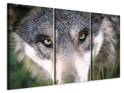 3-piece-canvas-print-the-wolf39s-look