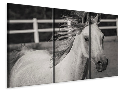 3-piece-canvas-print-there-is-a-horse