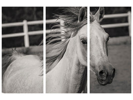 3-piece-canvas-print-there-is-a-horse