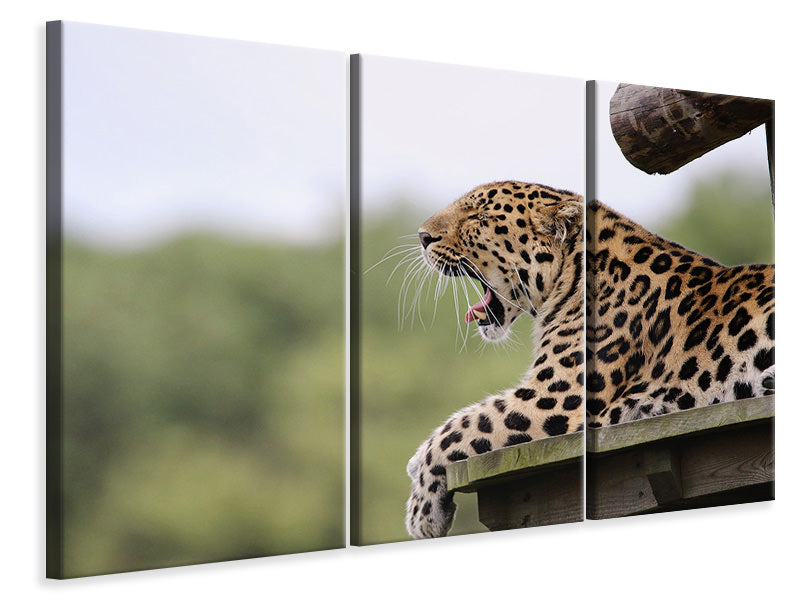 3-piece-canvas-print-tired-leopard