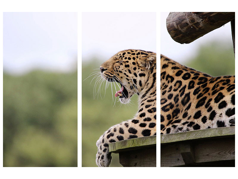 3-piece-canvas-print-tired-leopard