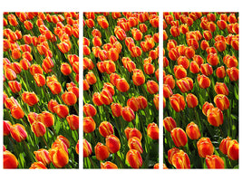 3-piece-canvas-print-tulip-field-in-orange
