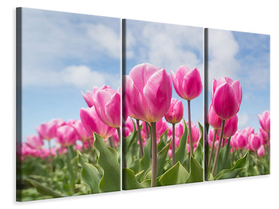 3-piece-canvas-print-tulip-field-in-pink