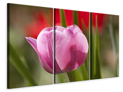 3-piece-canvas-print-tulip-pretty-in-pink