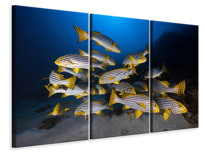 3-piece-canvas-print-underwater-photography-indian-ocean-sweetlips