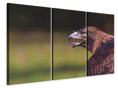3-piece-canvas-print-watchful-eagle