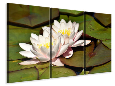 3-piece-canvas-print-water-lily-duo-in-white