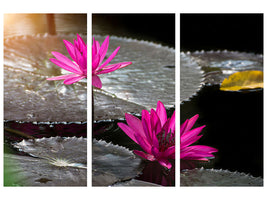 3-piece-canvas-print-water-lily-in-the-morning-dew