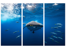 3-piece-canvas-print-whale-shark-escorted-by-a-school-of-bonito