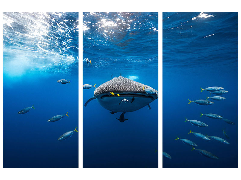3-piece-canvas-print-whale-shark-escorted-by-a-school-of-bonito
