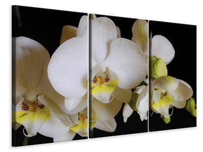 3-piece-canvas-print-white-orchids-in-bloom