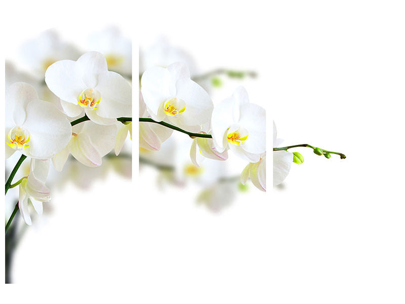 3-piece-canvas-print-white-orchids