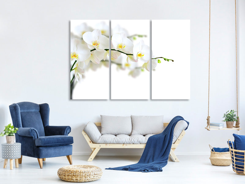 3-piece-canvas-print-white-orchids