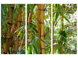 3-piece-canvas-print-wild-bamboo