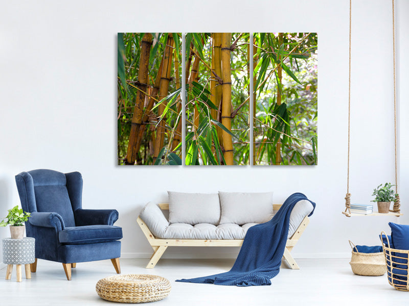 3-piece-canvas-print-wild-bamboo