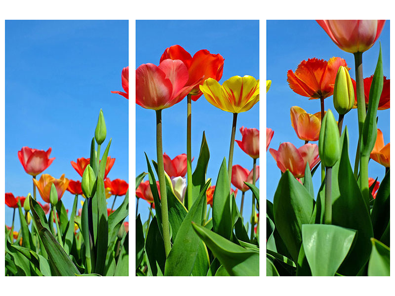 3-piece-canvas-print-wild-tulips