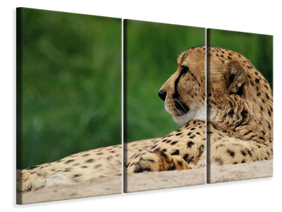 3-piece-canvas-print-xl-cheetah