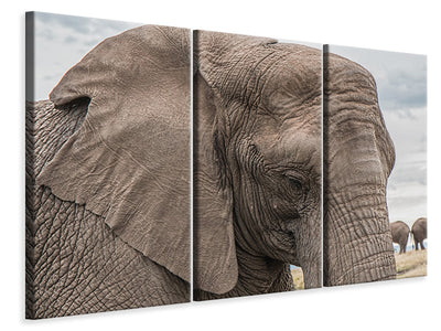 3-piece-canvas-print-xl-elephant