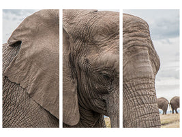 3-piece-canvas-print-xl-elephant